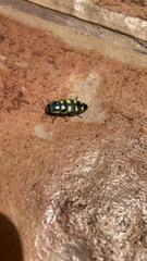 Buprestis magica magica