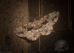 Hypomecis externaria