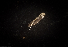 Chaliniastis astrapaea