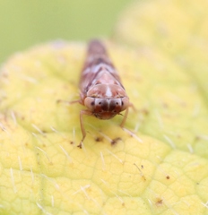 Tremulicerus fulgidus