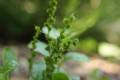 Veronica officinalis