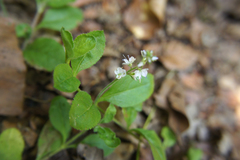 Veronica officinalis