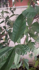 Tabernaemontana divaricata