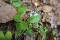 Veronica officinalis