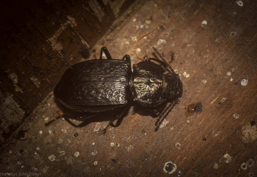 Coripera wilsoni