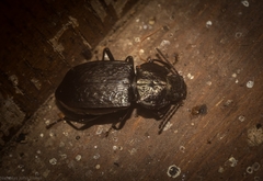 Coripera wilsoni