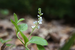 Veronica officinalis