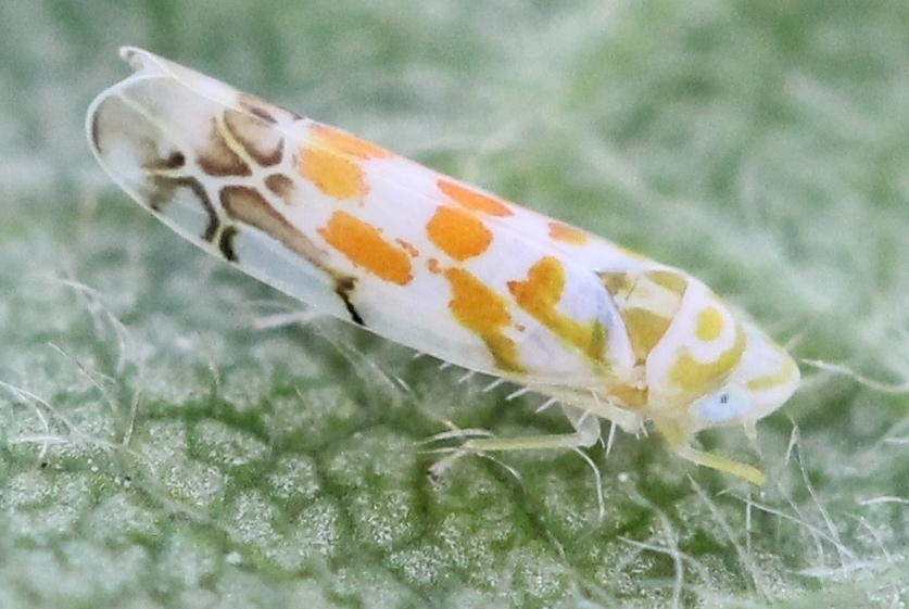 Typhlocyba