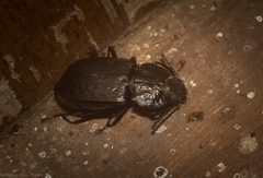 Coripera wilsoni