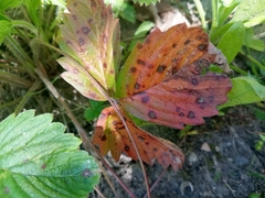 Diplocarpon fragariae