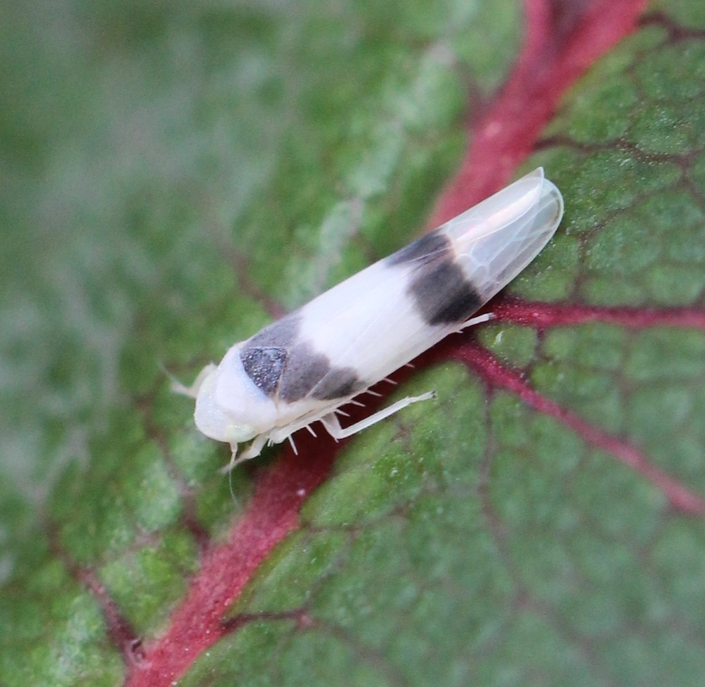 Zonocyba
