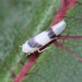 Zonocyba bifasciata - Photo (c) Marie Lou Legrand, algunos derechos reservados (CC BY-NC), subido por Marie Lou Legrand