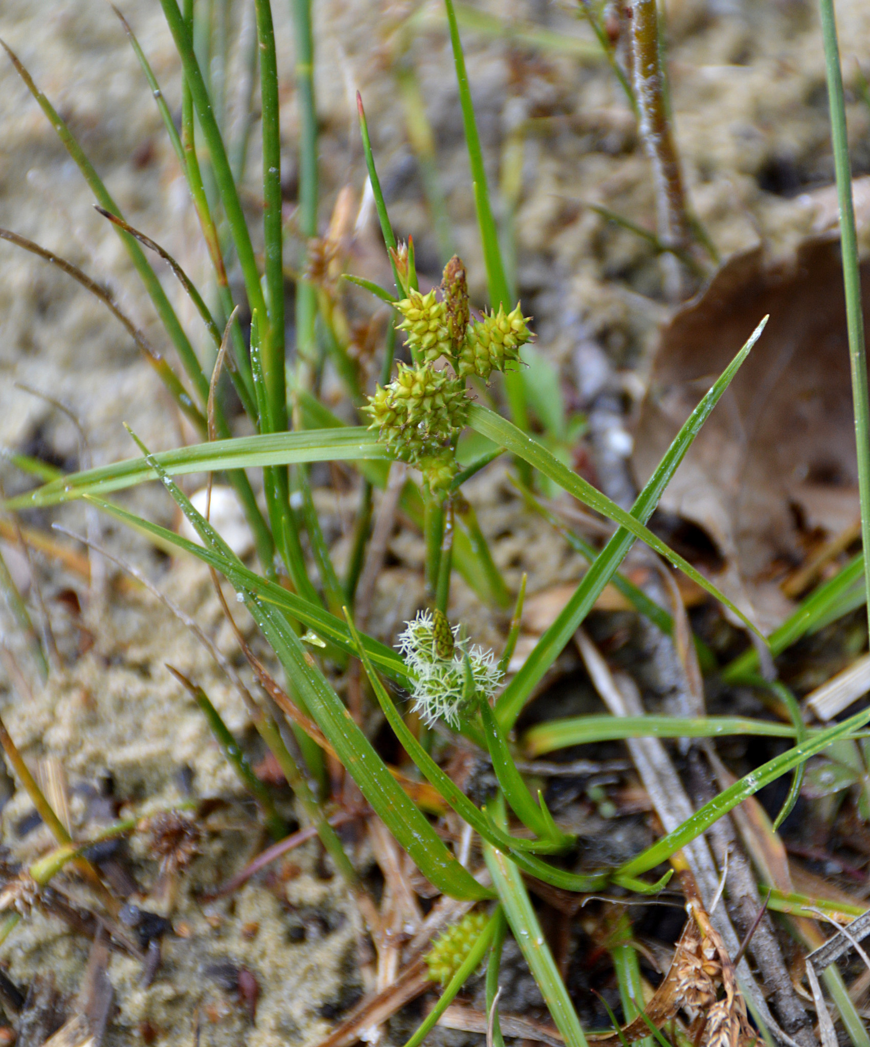 Carex oederi