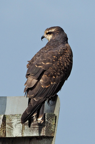 Rostrhamus image
