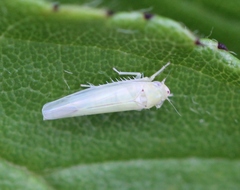 Zygina nivea