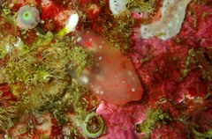 Ascidia virginea