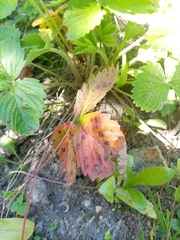 Diplocarpon fragariae