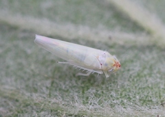 Zygina nivea