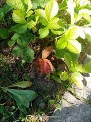 Diplocarpon fragariae