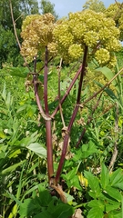 Angelica archangelica
