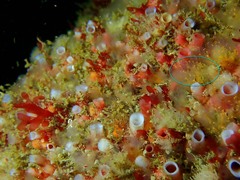 Pycnoclavella aurilucens
