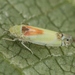 Zyginella pulchra - Photo (c) Marie Lou Legrand, some rights reserved (CC BY-NC), uploaded by Marie Lou Legrand