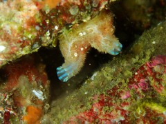 Pyura microcosmus