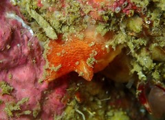 Pyura microcosmus
