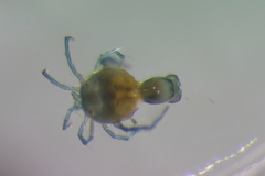 Arrenurus intermedius