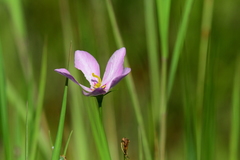 Sabatia grandiflora image