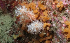 Stolonica socialis