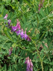 Vicia cassubica