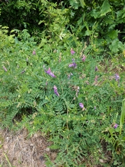 Vicia cassubica