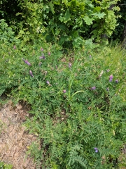 Vicia cassubica