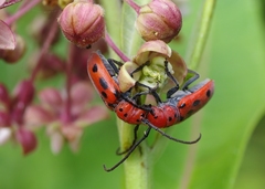 Tetraopes tetrophthalmus