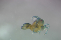 Arrenurus intermedius