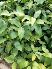 Ruscus hypophyllum