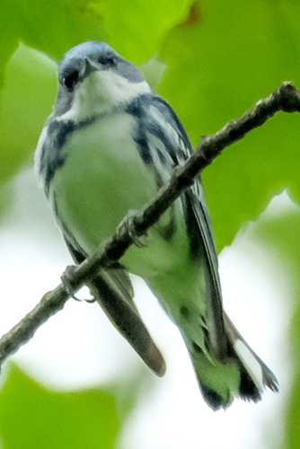 Setophaga cerulea