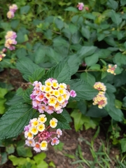 Lantana camara