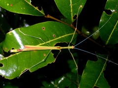 Anarchodes