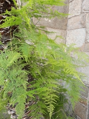 Asparagus setaceus