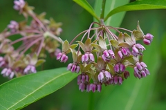 Asclepias exaltata × syriaca
