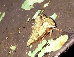 Telamonini