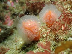Morchellium argus