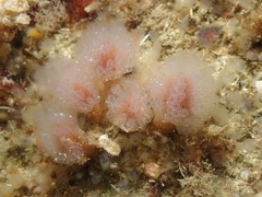 Morchellium argus