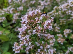 Origanum vulgare