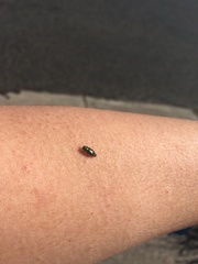 Melobasis purpurascens