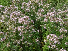 Origanum vulgare