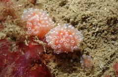 Aplidium ocellatum