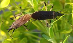 Dicranocephalus albipes
